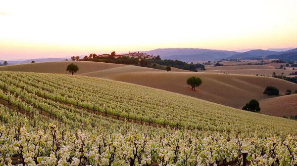 Accords mets et côtes du Rhône villages blanc à découvrir